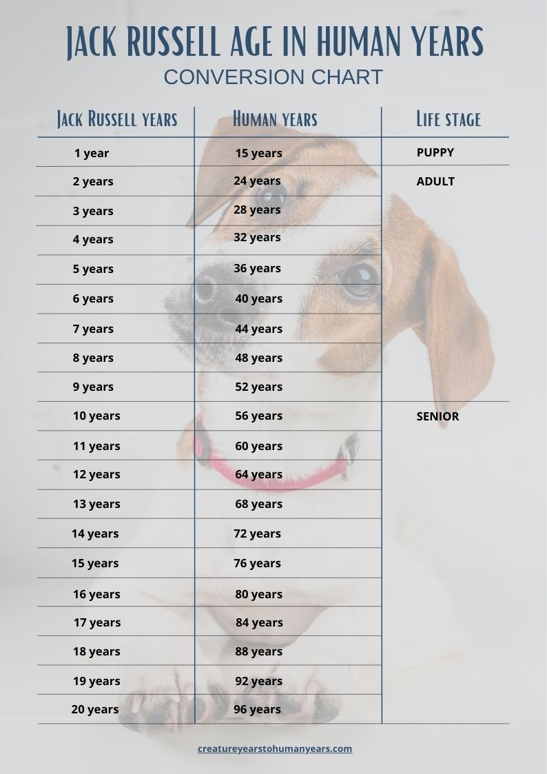 Jack Russell age chart in human years