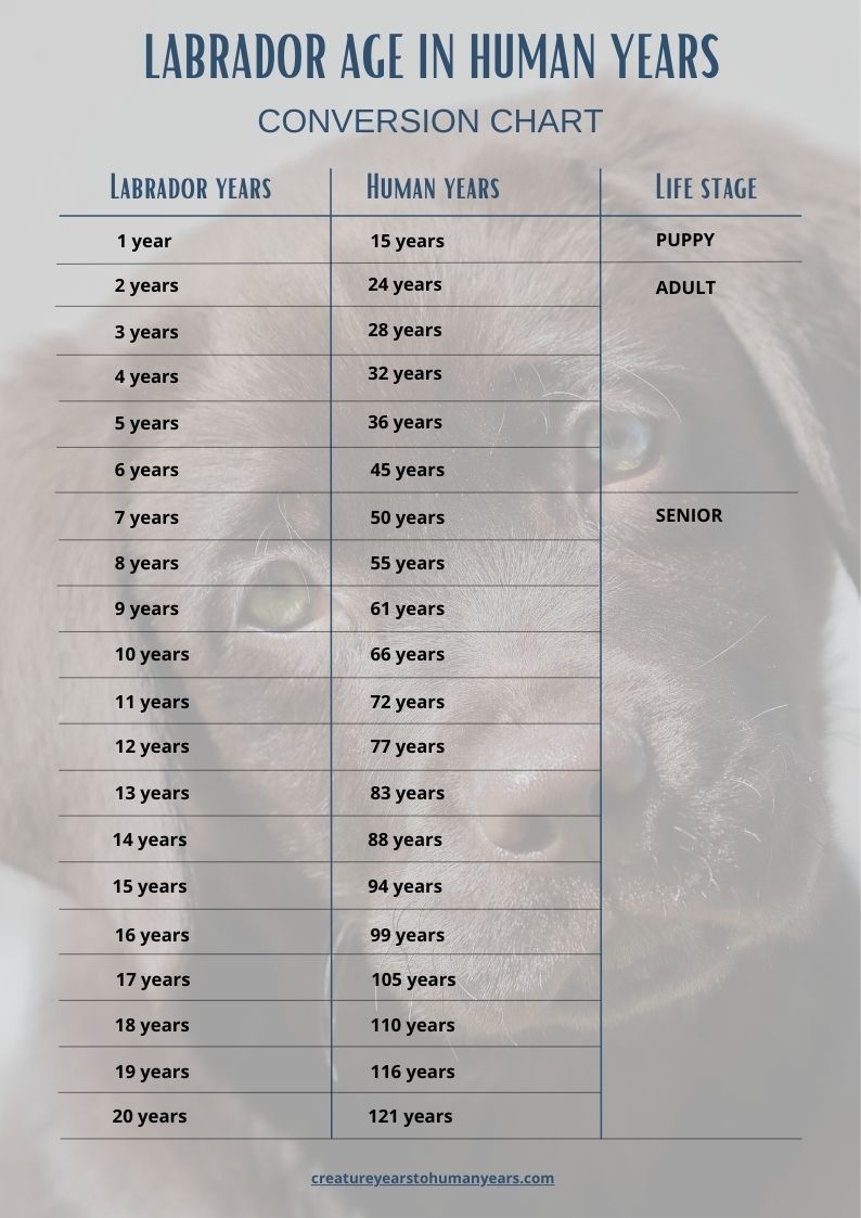 Labrador age chart in human years