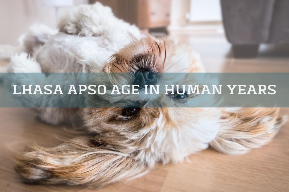 Lhasa Apso dog laying on the floor