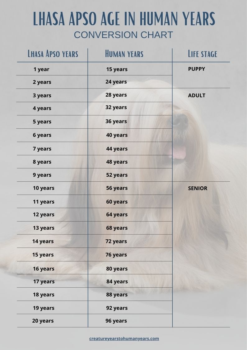 Lhasa Apso age in human years chart