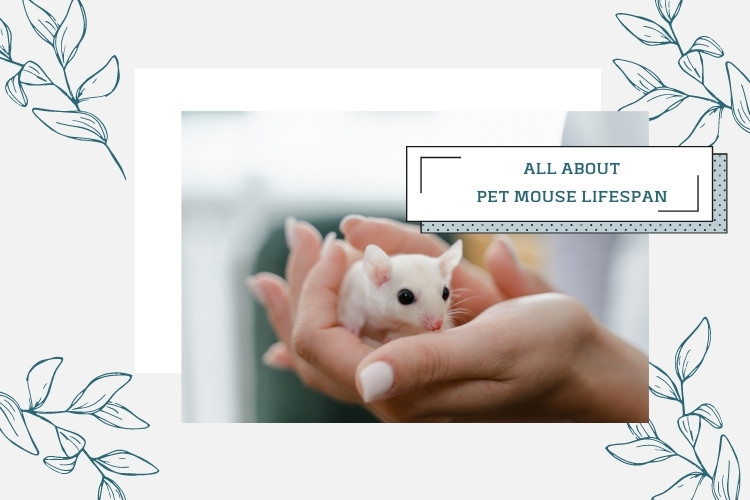 hands holding a white pet mouse