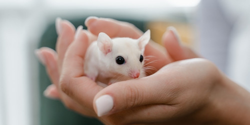 Pet Mice Lifespan & Mice Age to Human Age Chart, Animallama in 2023