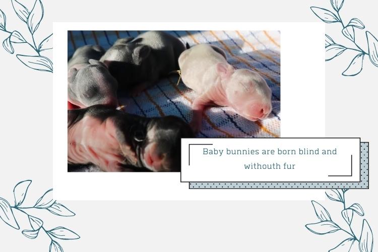 newborn bunnies lying on a blanket