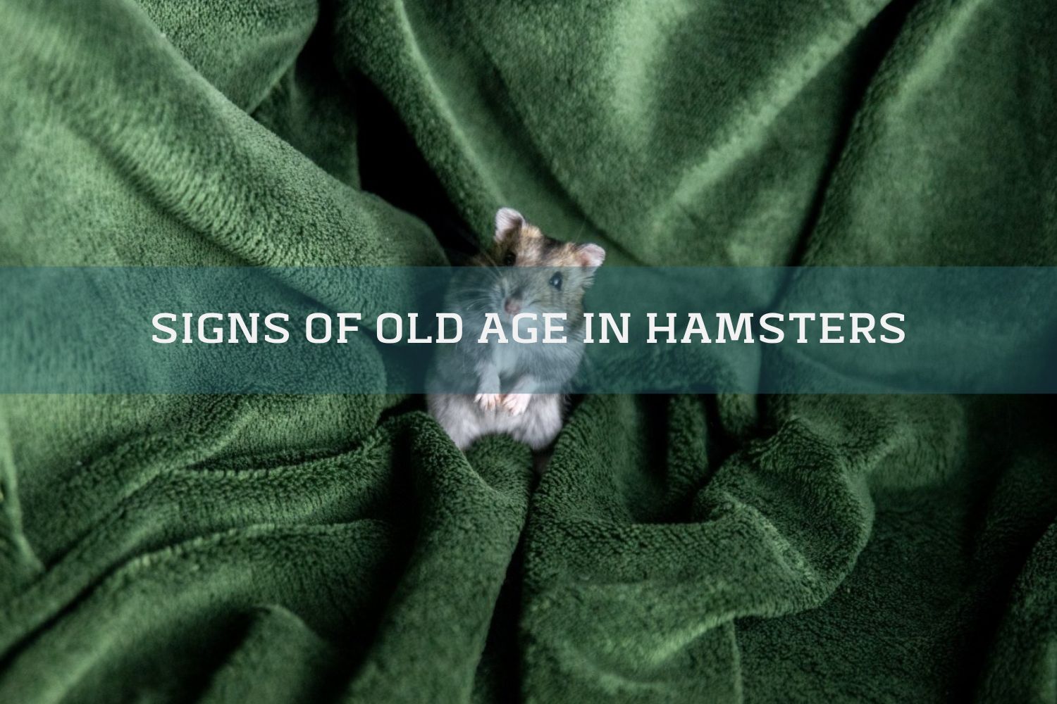 hamster on a green blanket
