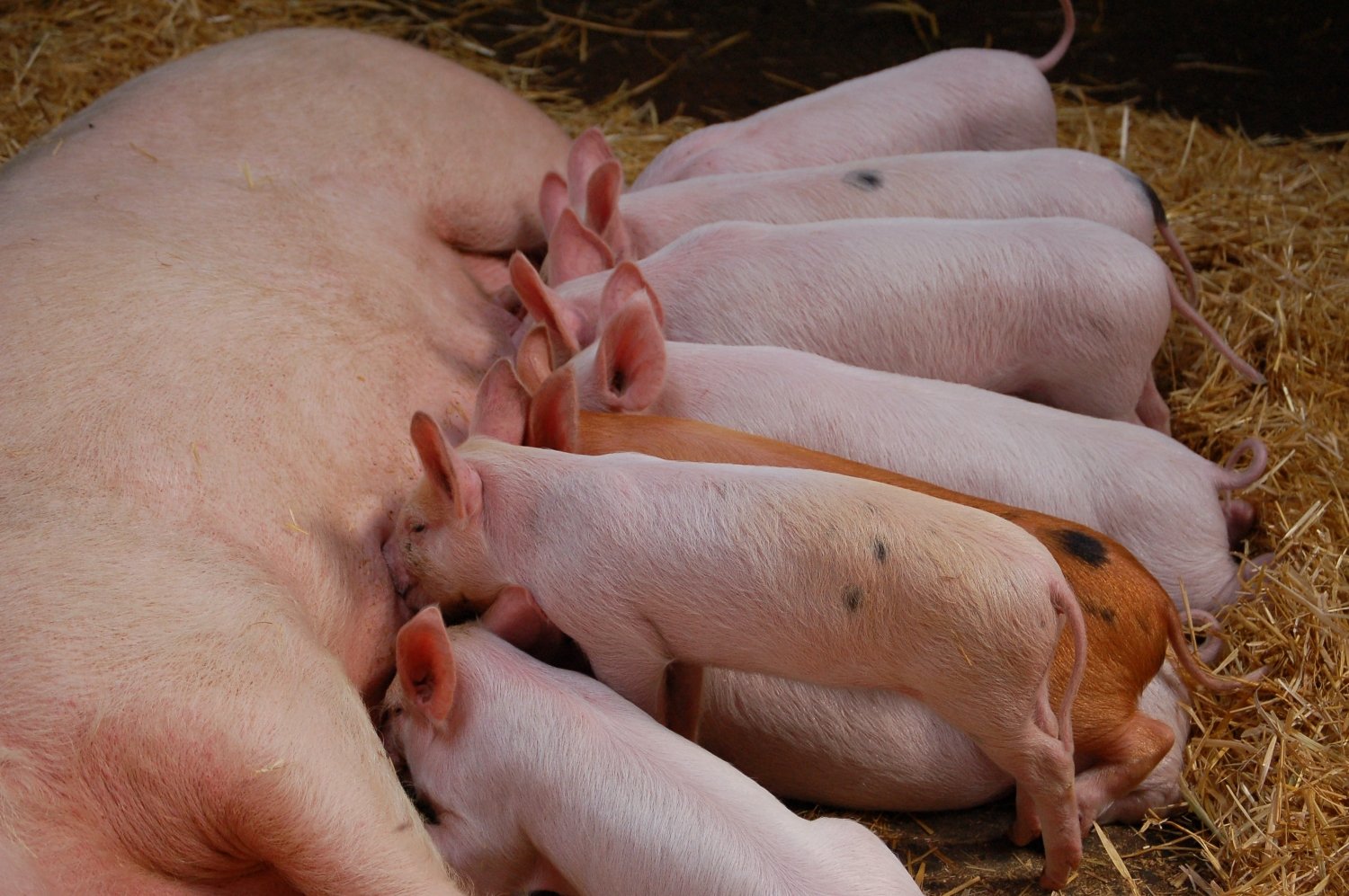 piglets feeding on their mother