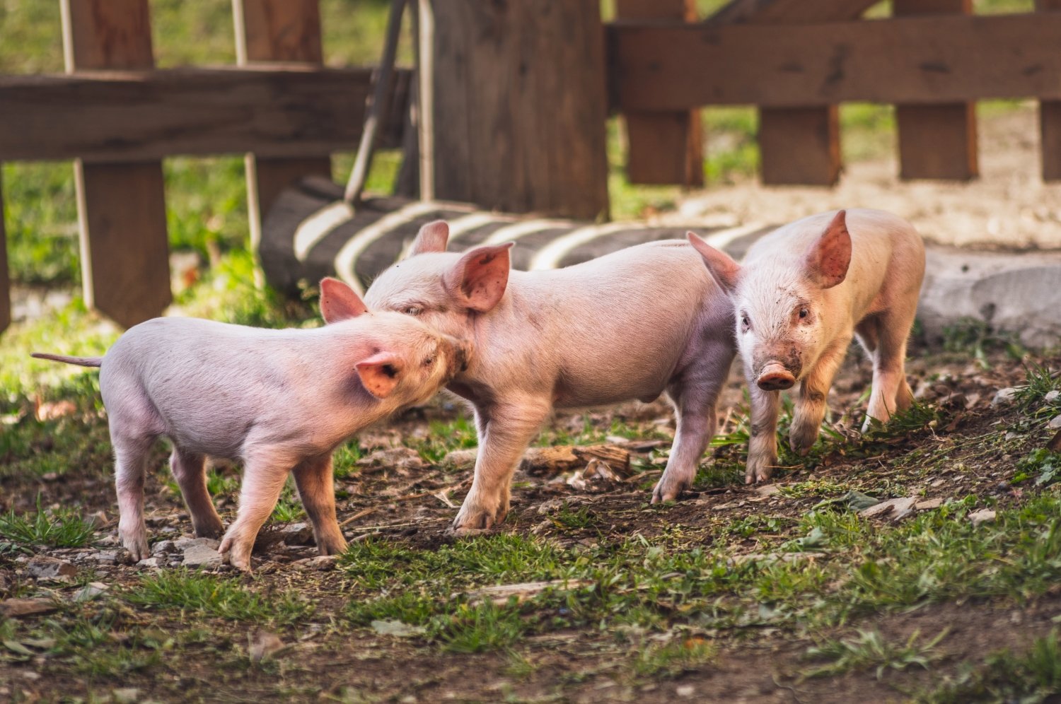 three small pigs on a farm 