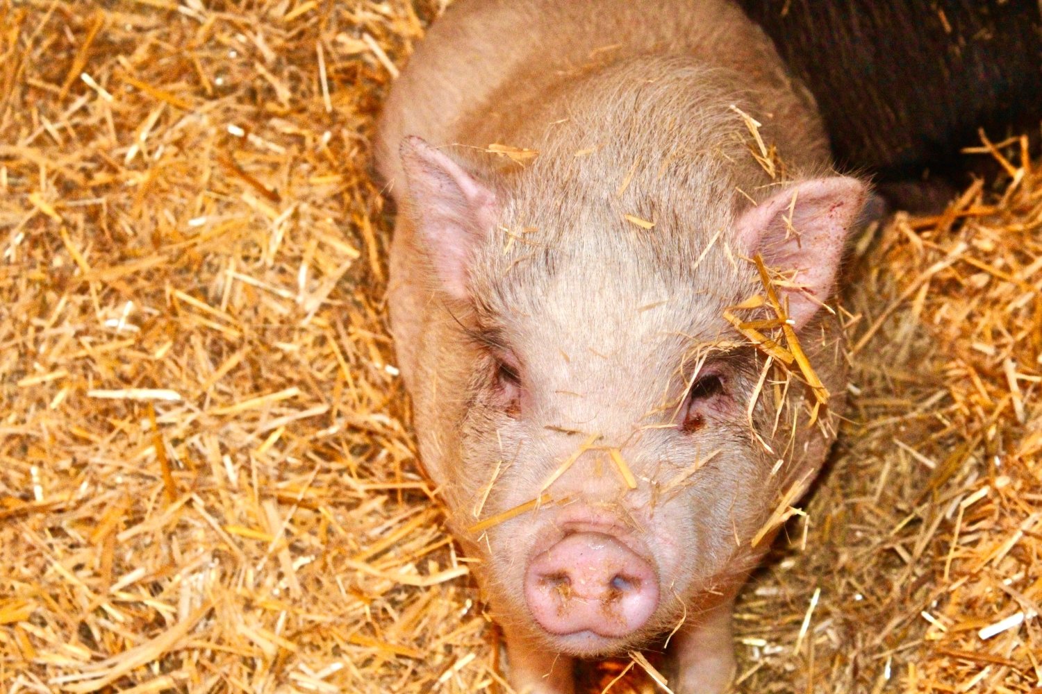 adolescent pig resting in hay
