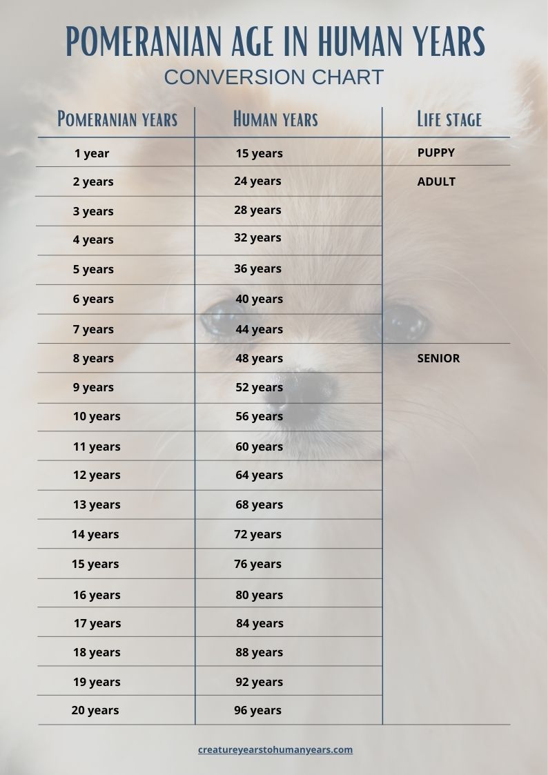 pomeranian age in human years chart