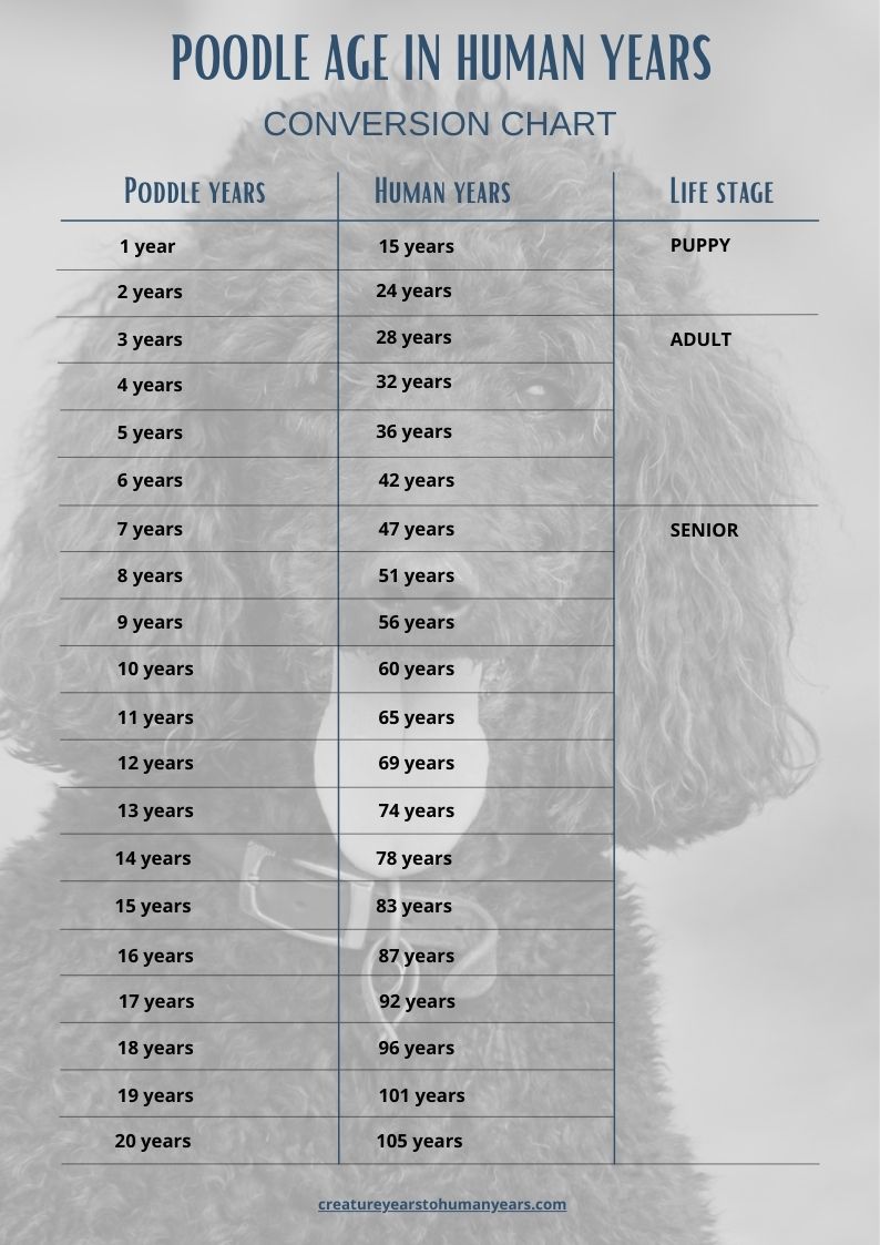 poodle age chart in human years