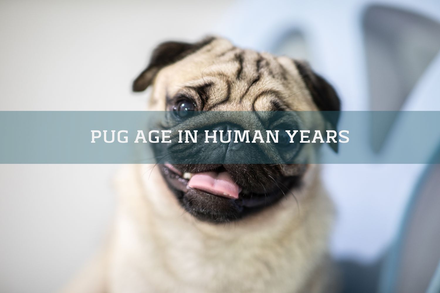Pug Age In Human Years: Calculate Pug Human Age