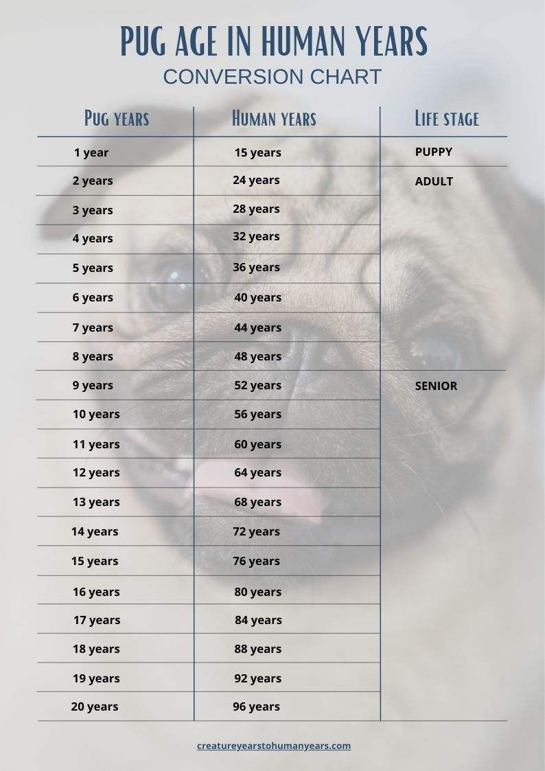 how long do pugs live in human years