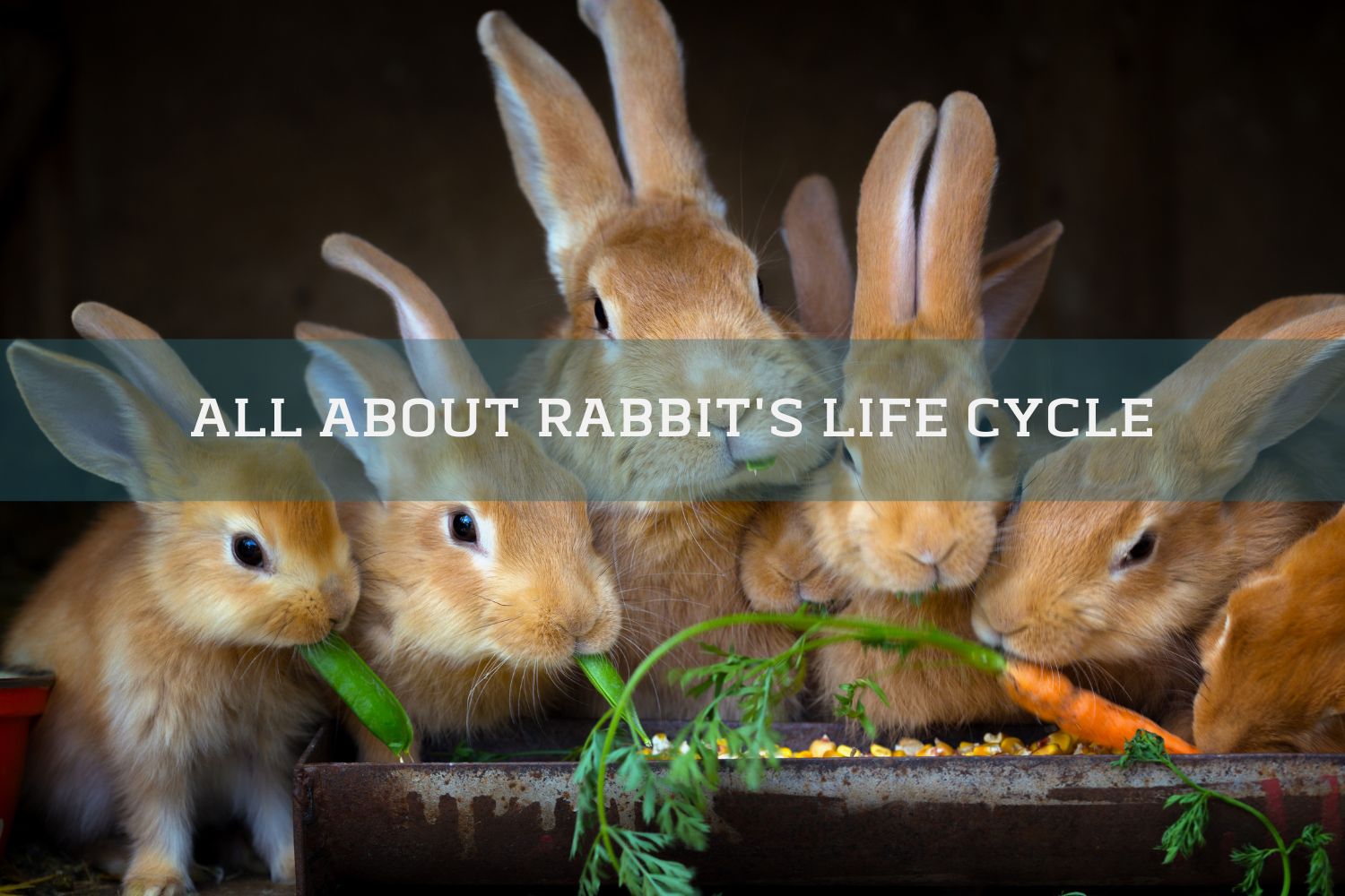 six rabbits eating carrots and leaves