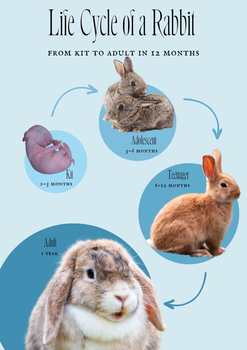 illustration of four rabbit life stages: kit, adolescent, teenager, adult rabbit