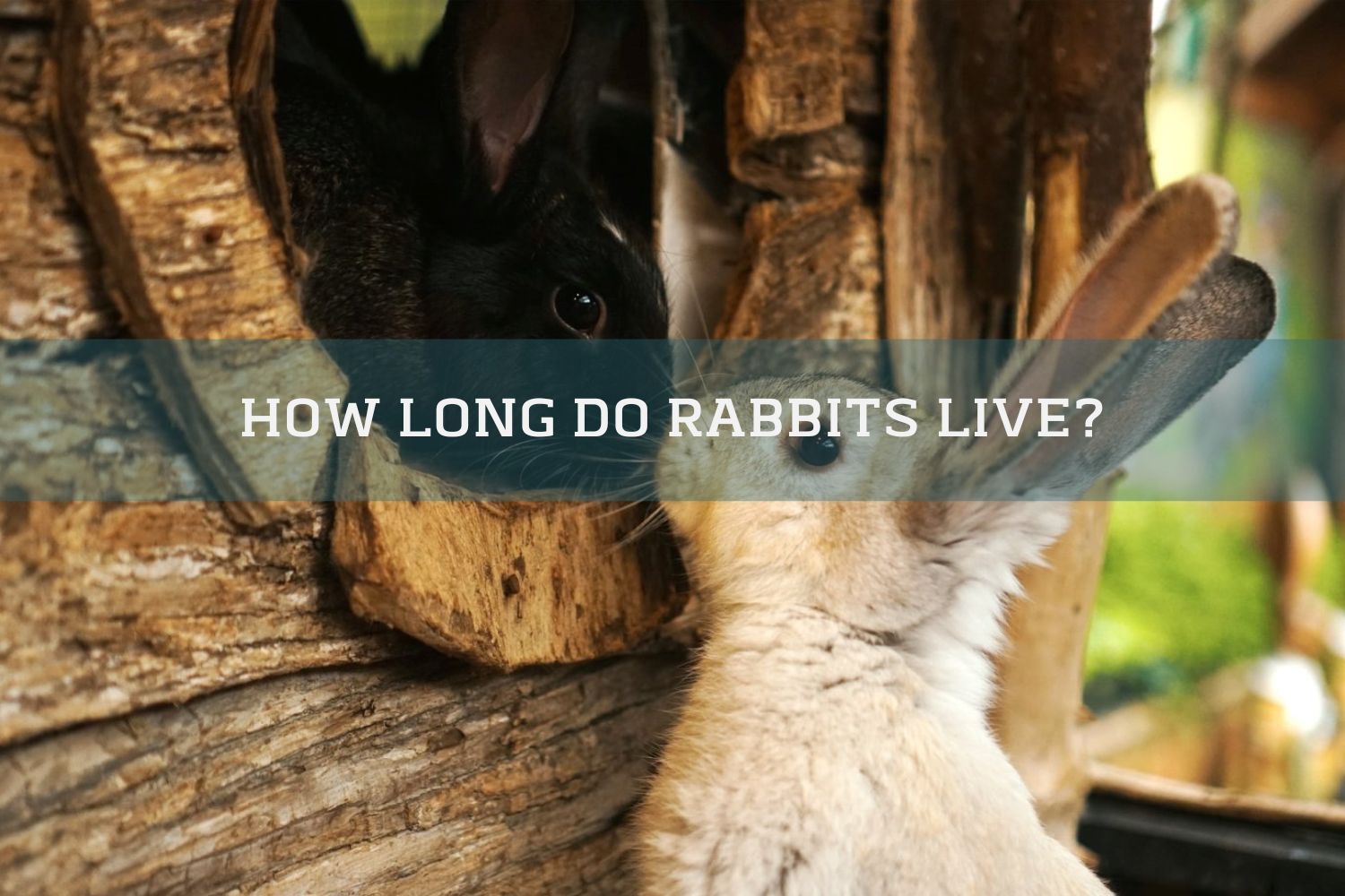 black rabbit and grey rabbit sniffing each other