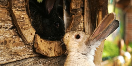 The Life Stages of a Rabbit — Westley's World