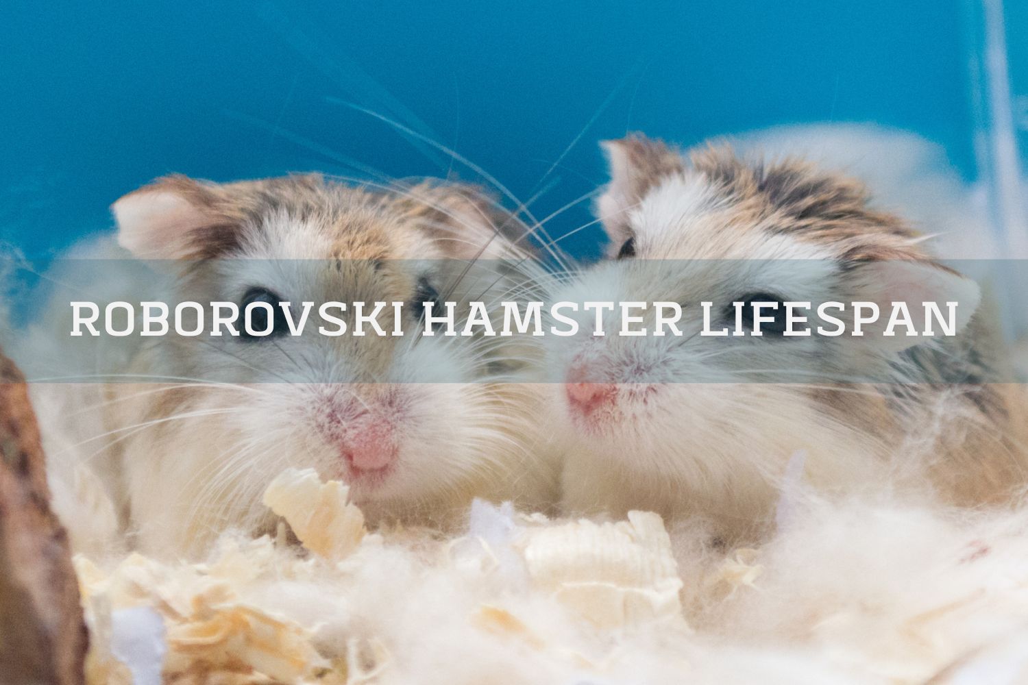 two roborovski hamsters on a blue background