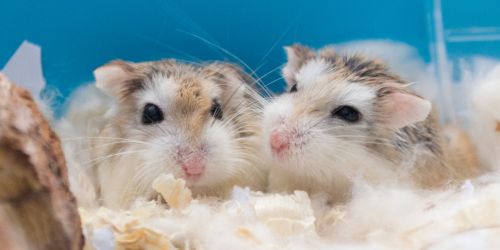 Hamster's Life Cycle: From Pup to Senior