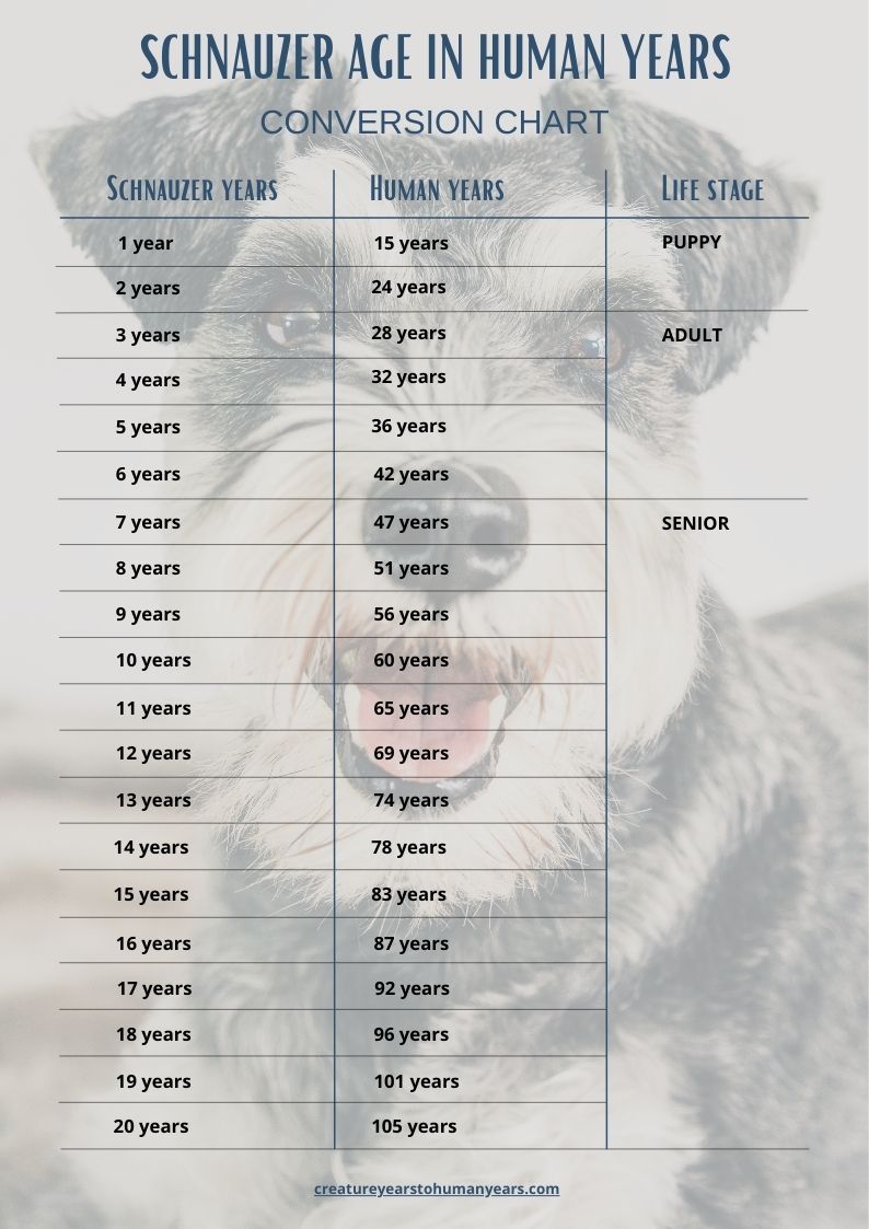 schnauzer age chart in human years