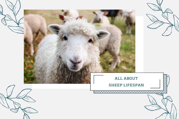 sheep lifespan