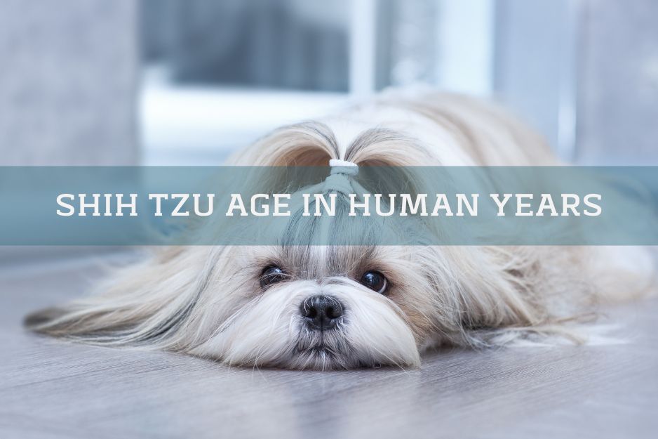 brown shih tzu dog on a dark background