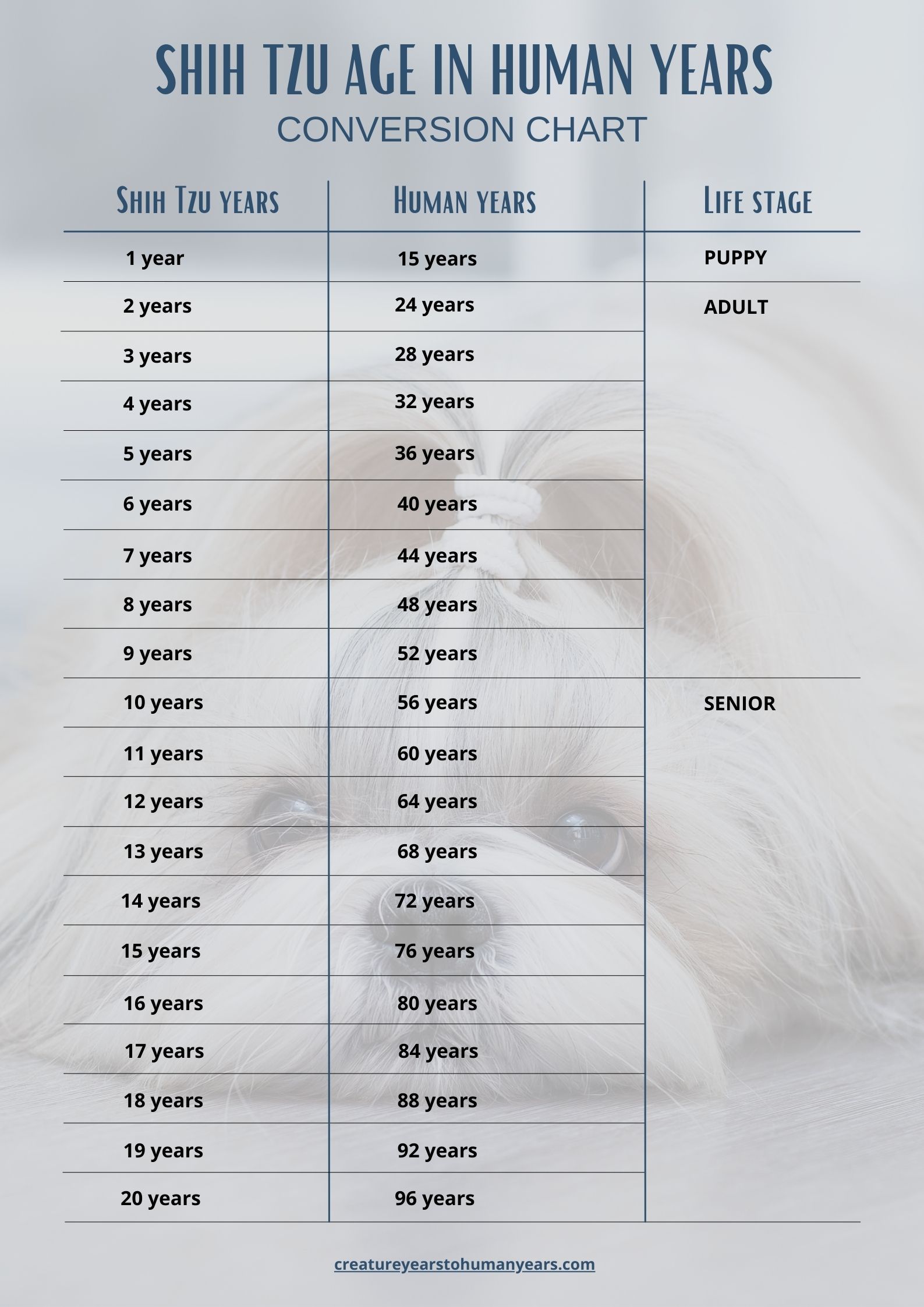 shih tzu age in human years chart