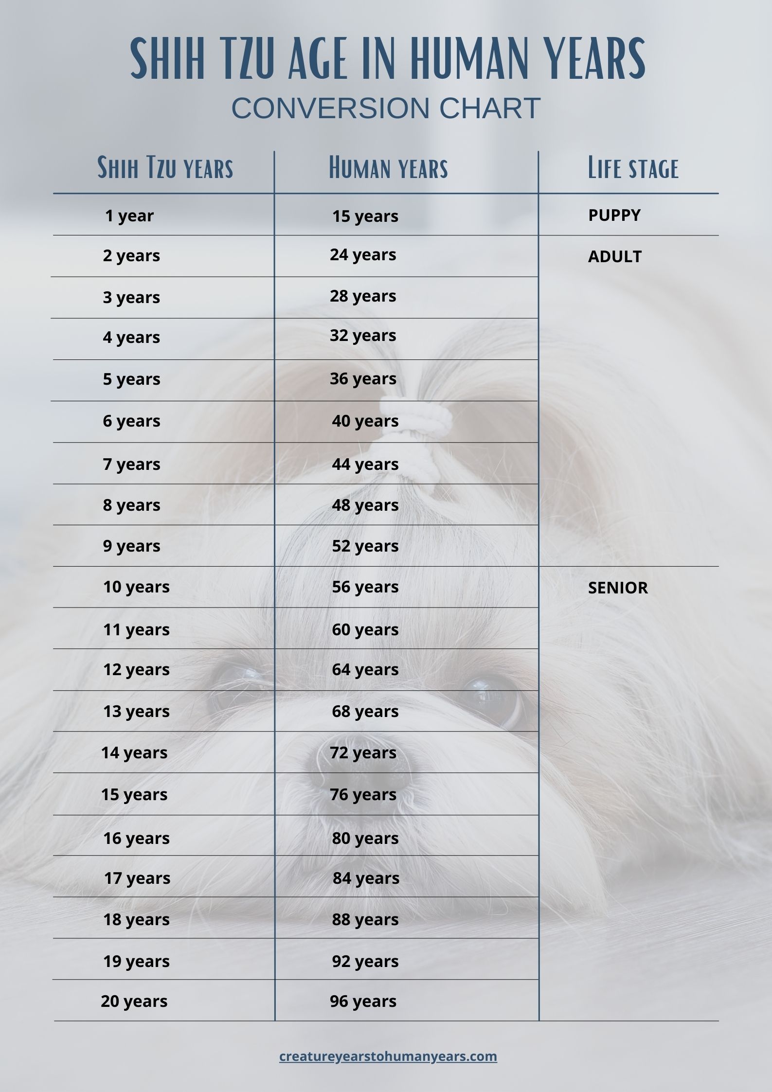 Shih Tzu Age in Human Years: Calculate Shih Tzu Human Age