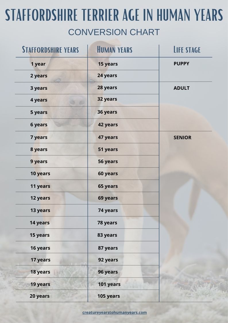 staffordshire age chart in human years