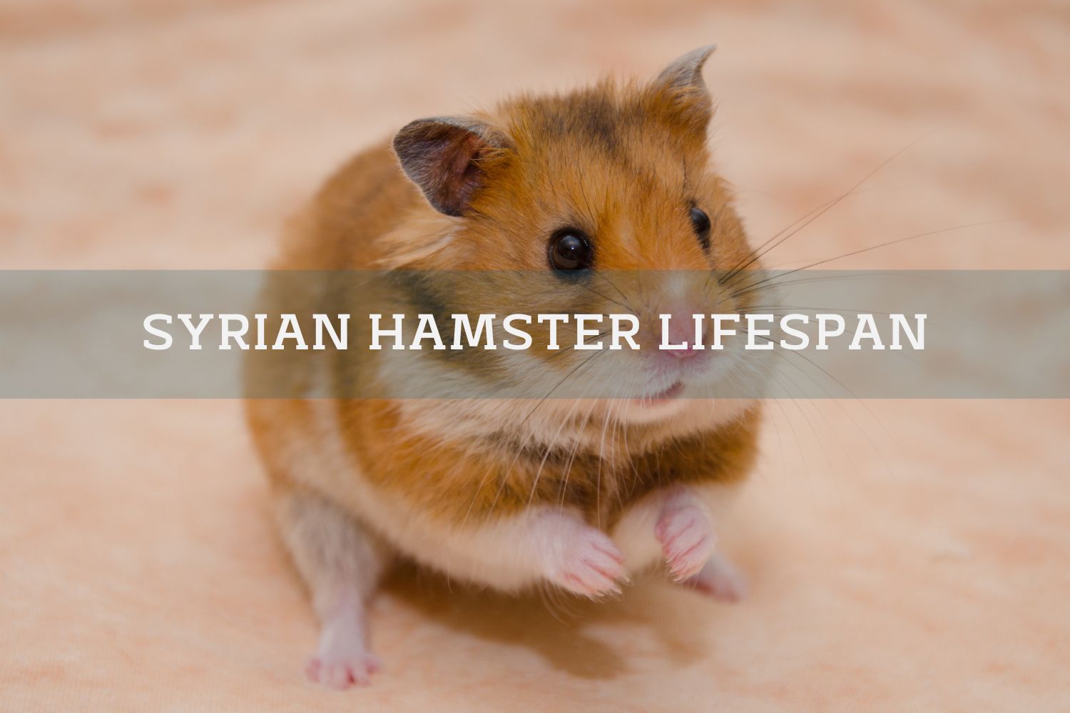 syrian golden hamster