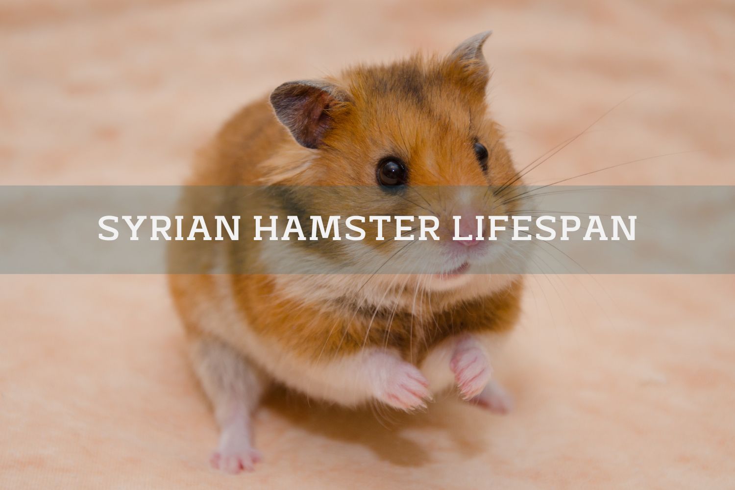 Hamster Lifespan - How Long Do Hamsters Live? - VIVO Pets