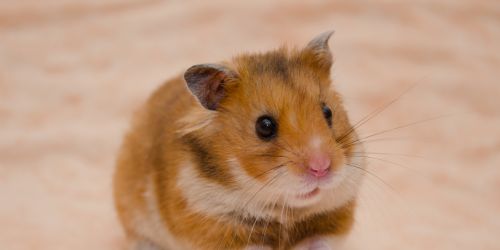 Calculate hamster age in human years (equivalence)