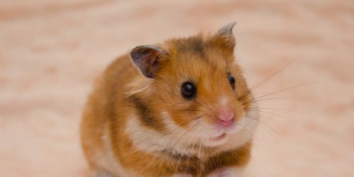 Hamster Life Cycle: Different Stages in their life » Petsoid