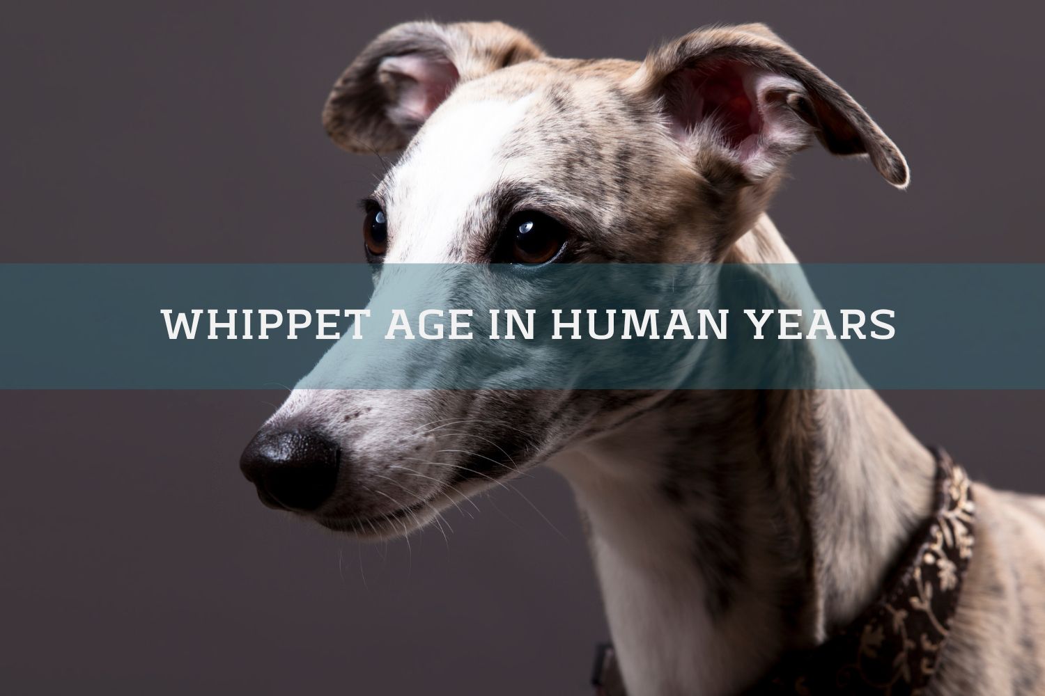 Whippet dog