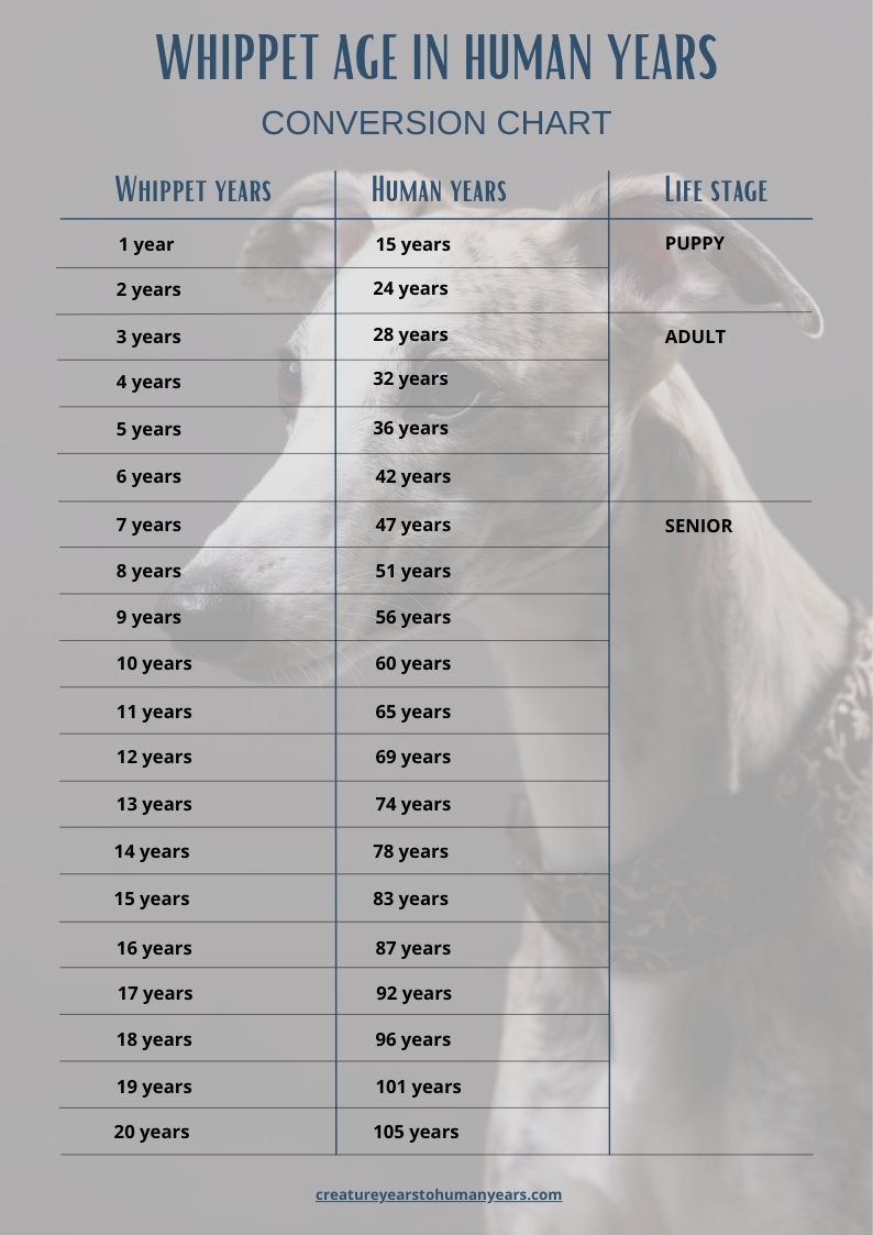 whippet age chart in human years