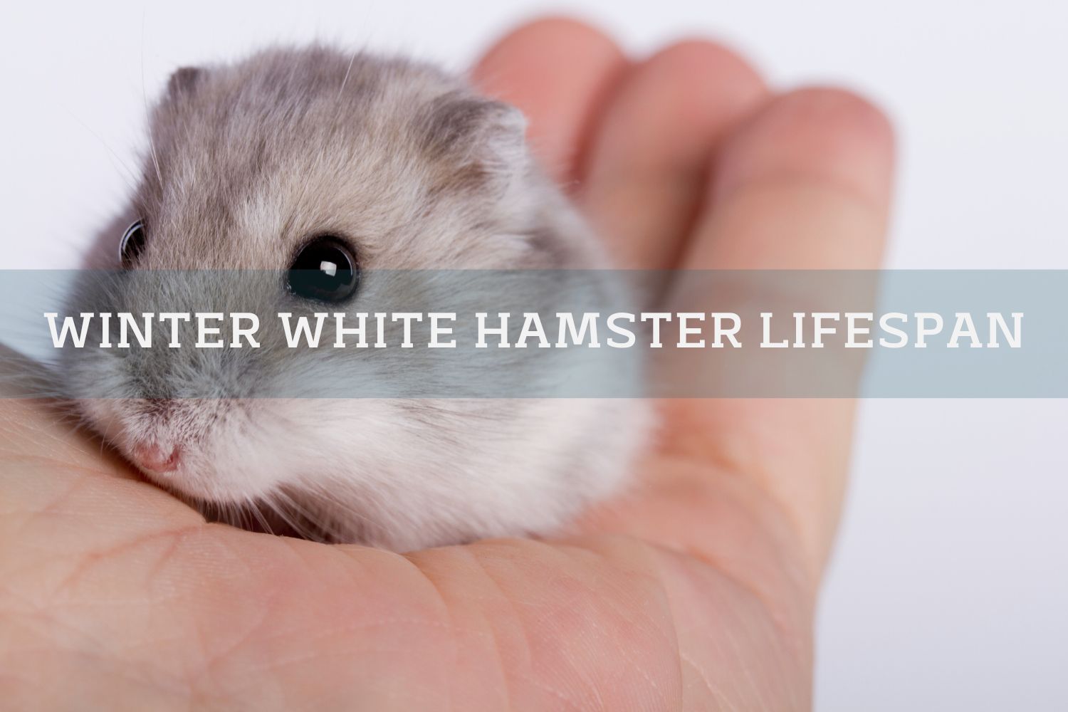 winter white russian hamster