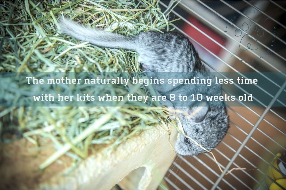 young chinchilla exploring its cage