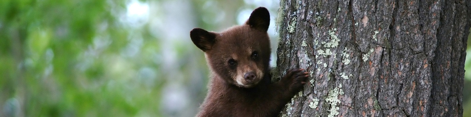 bear years to human years