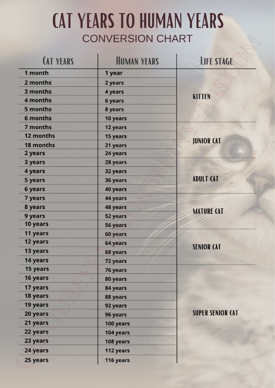 cat years to human years chart