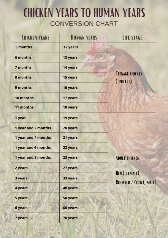 chicken years to human years chart