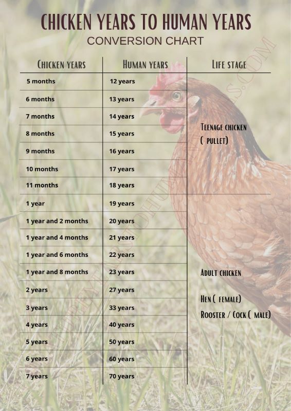 Chicken Years to Human Years CYHY