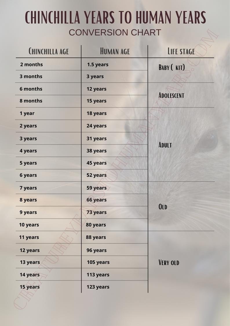 chinchilla years to human years chart