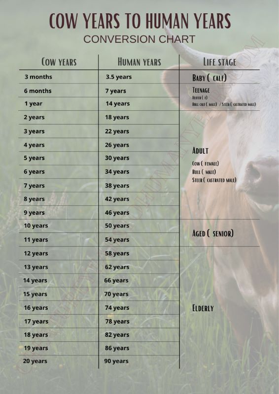 cow years to human years chart