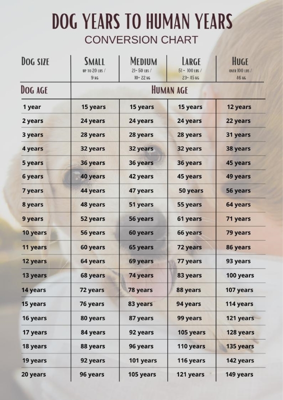 dog years to human years chart