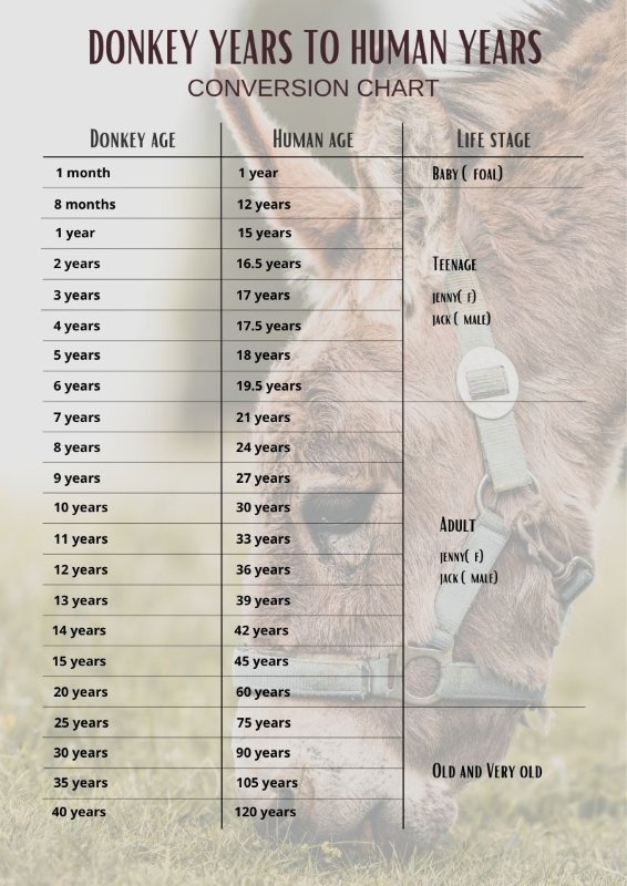 donkey years to human years chart