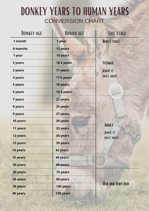 Guinea Pig Years to Human Years Calculator