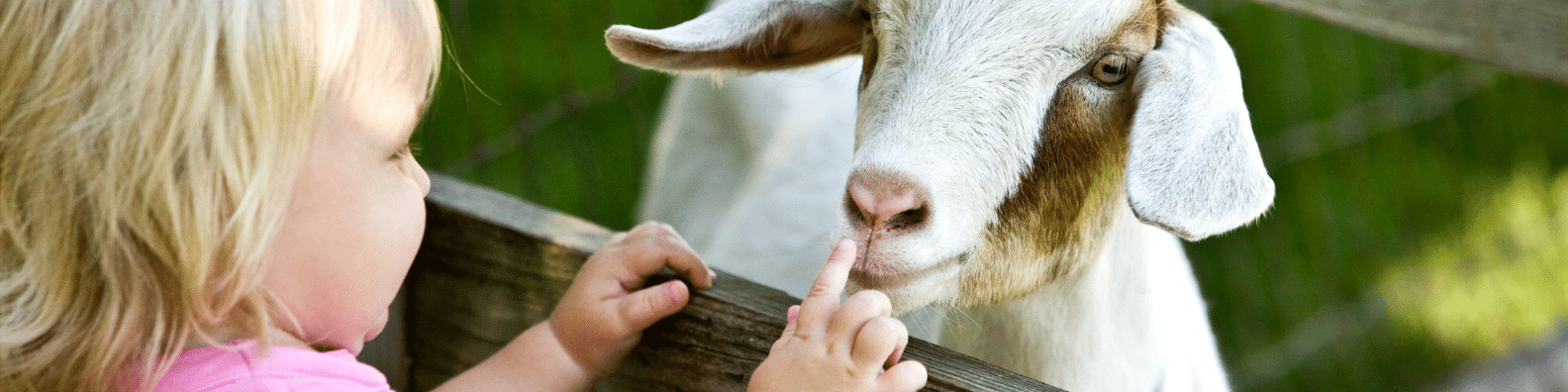 возраст козы или козла по человеческим меркам