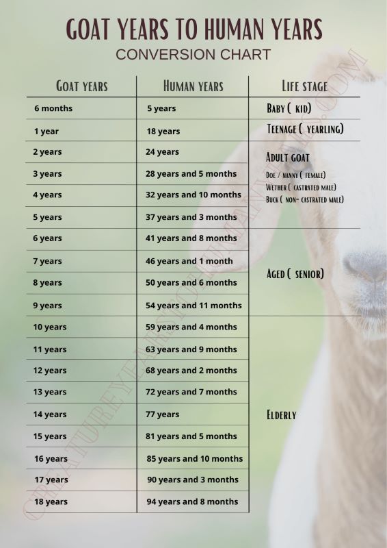Goat Years to Human Years | CYHY