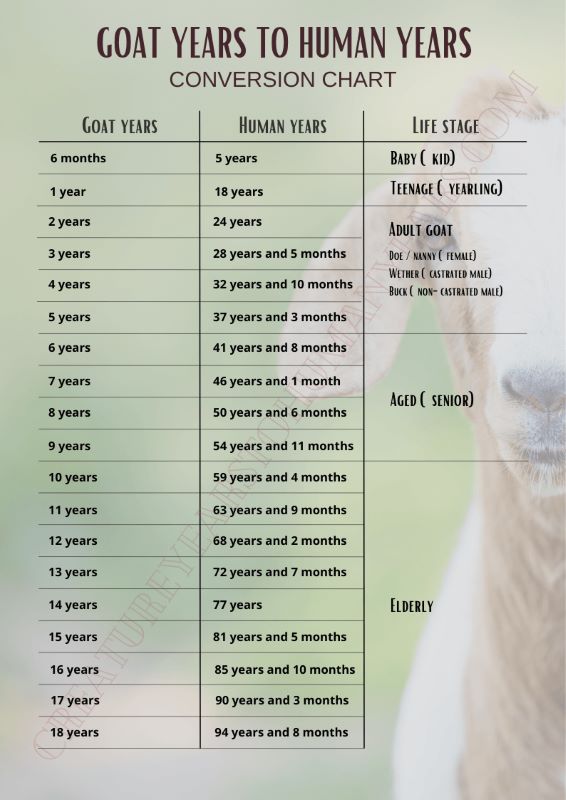 Goat Years to Human Years CYHY