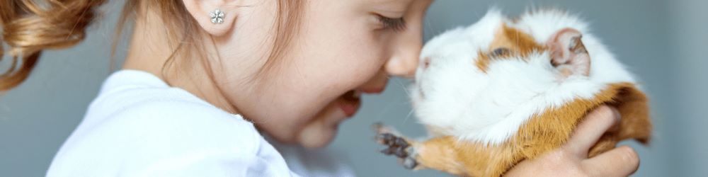 guinea pig years to human years