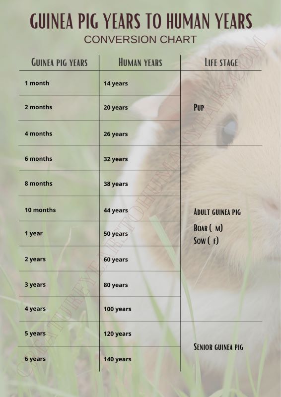 Guinea Pig Years To Human Years CYHY Guinea Pig Years To Human Years CYHY