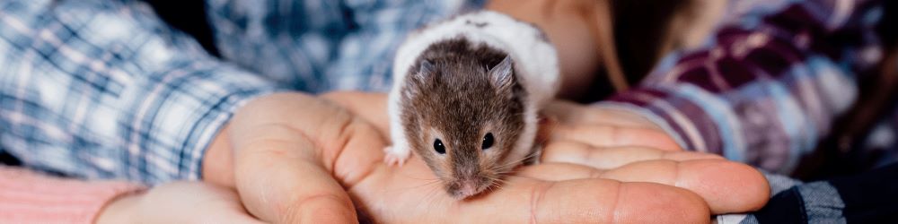 how old would your hamster be in human years? #hamster #facts #age #fu